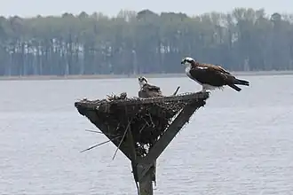 Fischadler auf Nesthilfe