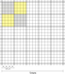Gruppenquadrate der Neubauer improved