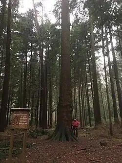 Neue Königstanne im Jahr 2022 mit Informationstafel