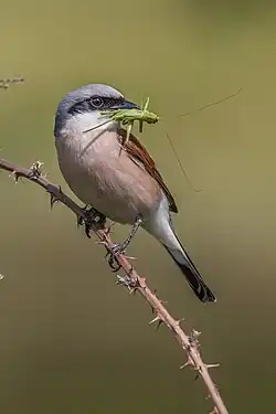 Neuntöter mit erbeutetem Heupferd