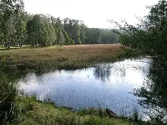 Der New Country Swamp im Mummel-Gulf-Nationalpark