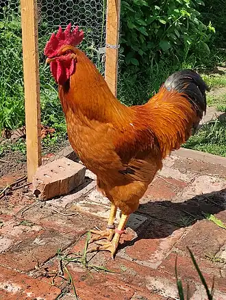 New Hampshire (Huhn)