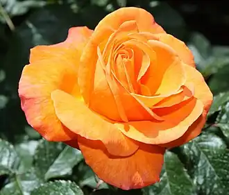 New Year, Samuel Darragh McGredy IV, 1982