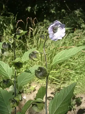 Die Giftbeere (Nicandra physaloides) enthält Hygrin als Hauptalkaloid.[2]