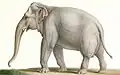 Sri-Lanka-Elefant