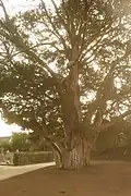 Der Baum, der vom zuständigen Verein zu einem Arbre remarquable erkoren wurde