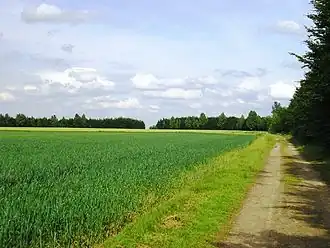 Felder auf der Wiedenfelder Höhe