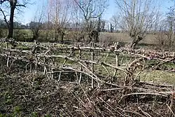 Nieheimer Flechthecke