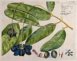 Band 6, Tafel 18: Quassia indica