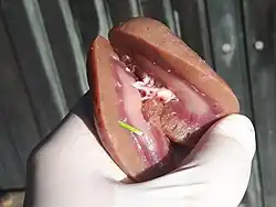 aufgeschnittene Niere eines Rehs mit punktuellen Einblutungen