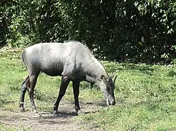 Nilgauantilope, Männchen