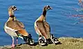 Nilgans-Familie am Rheinauensee