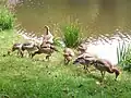 Nilgans-Familie