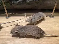 Foto von zwei Ratten