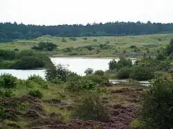 In den Dünen zwischen Schoorl und Bergen