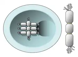 Schematische Darstellung von Prüfkörpern in Form künstlicher Kotwürste