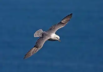 Eissturmvogel (Fulmarus glacialis)