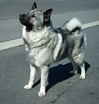 Norwegischer Elchhund grau