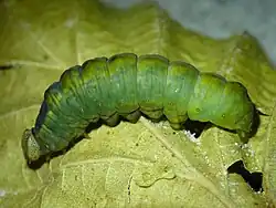 Raupe kurz vor der Verpuppung,