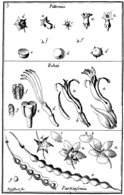 Tafel 3: „Pittonia“ „Bihai“ „Parkinsonia“