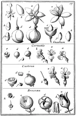 Tafel 17: „Guaiacum“ „Cornutia“ „Castorea“ „Brossaea“