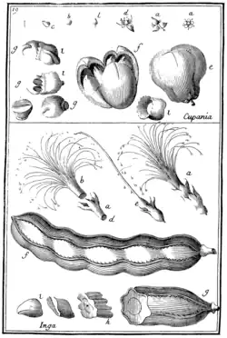 Tafel 19: „Cupania“ „Inga“