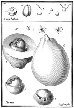 Tafel 20: „Bucephalon“ „Persea“