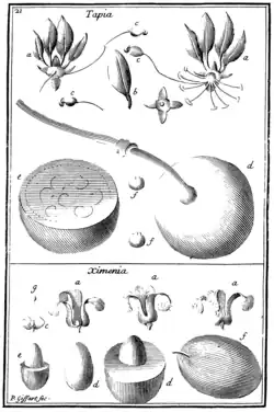 Tafel 21: „Tapia“ „Ximenia“