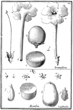 Tafel 22: „Brunsfelsia“ „Monbin“