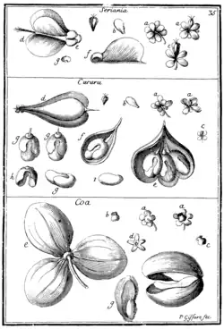 Tafel 35: „Seriania“ „Cururu“ „Coa“