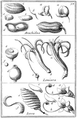 Tafel 37: „Arachidna“ „Lonicera“ „Isora“