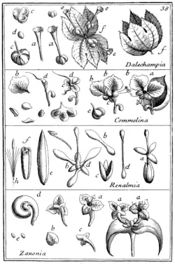 Tafel 38: „Dalechampia“ „Commelina“ „Renalmia“ „Zanonia“