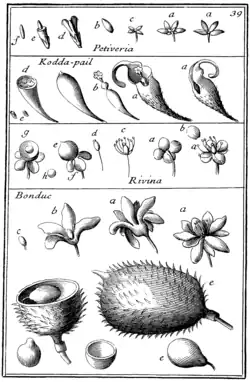 Tafel 39: „Petiveria“ „Koda-pail“ „Rivina“ „Bonduc“