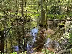 Sumpfwald am November-Weg