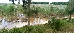 Mit Sumpfgräsern bewachsene, nass stehende Fläche. Am erhöhten Rand stehen Bäume.