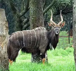 Nyala (Nyala angasii)