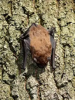 Großer Abendsegler, Fledermaus des Jahres 2016,2017