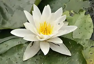 Weiße Seerose (Nymphaea alba)