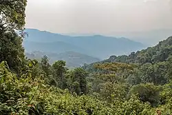 Mit Regenwald bedeckte hügelige bis bergige Landschaft