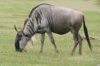 Streifengnu (Connochaetes taurinus)