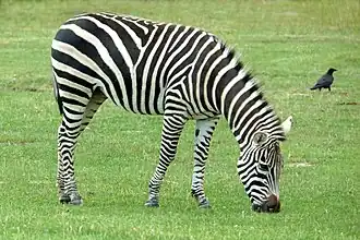 Zebra