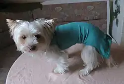 OP-Body zum Schutz frischer Operationsnähte