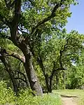 Kalifornische Weiß-Eichen säumen den Naturlehrpfad im Areal „Indian Fishery“