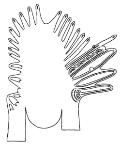 Schnittmuster des linken Schuhes des Mannes von Obenaltendorf aus dem 3. Jahrhundert