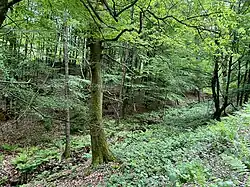 Buchenwald am Oberlauf der Daibecke