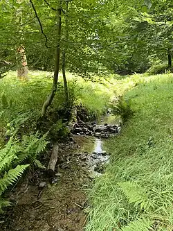 Sengbach durchfließt Waldlichtung