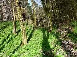 Burgruine Lobenstein: Graben