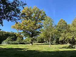 Streuobstwiese bei Obernien