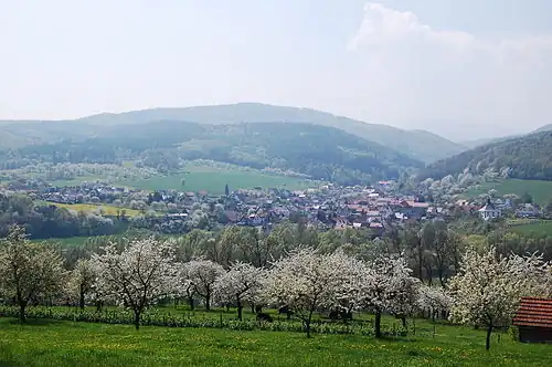Kirschblüte