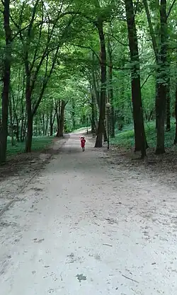 Allee im Schlosspark